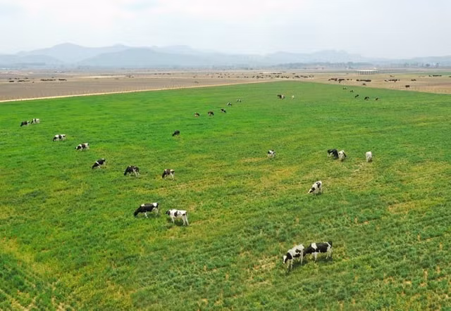 Dự án tổ hợp trang trại được Vinamilk khởi công tại Lào năm 2019 để mở rộng vùng nguyên liệu sữa organic cho xuất khẩu.