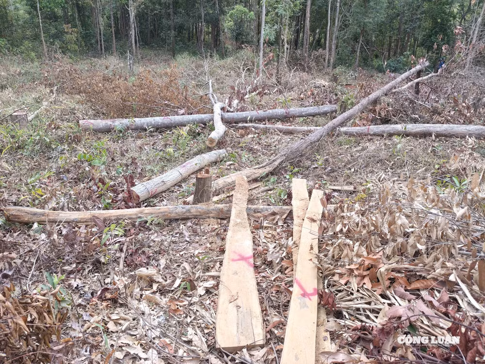 Nhiều cây gỗ lớn đã được xẻ hộp mang ra ngoài tiêu thụ, tại hiện trường chỉ còn lại bìa gỗ và mùn cywa