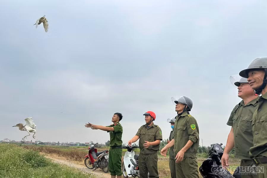 Phá “ma trận” bẫy tận diệt chim trời