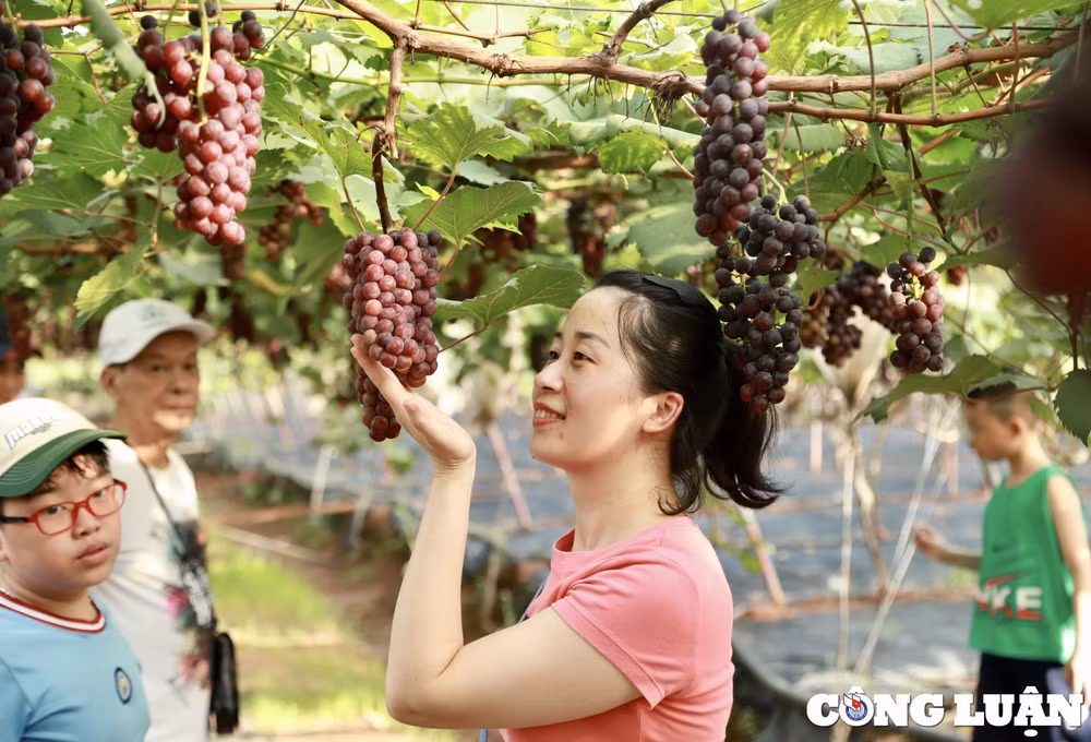 vuon nho o ha noi chin mong thu hut nhieu nguoi dan toi chup hinh hinh 5