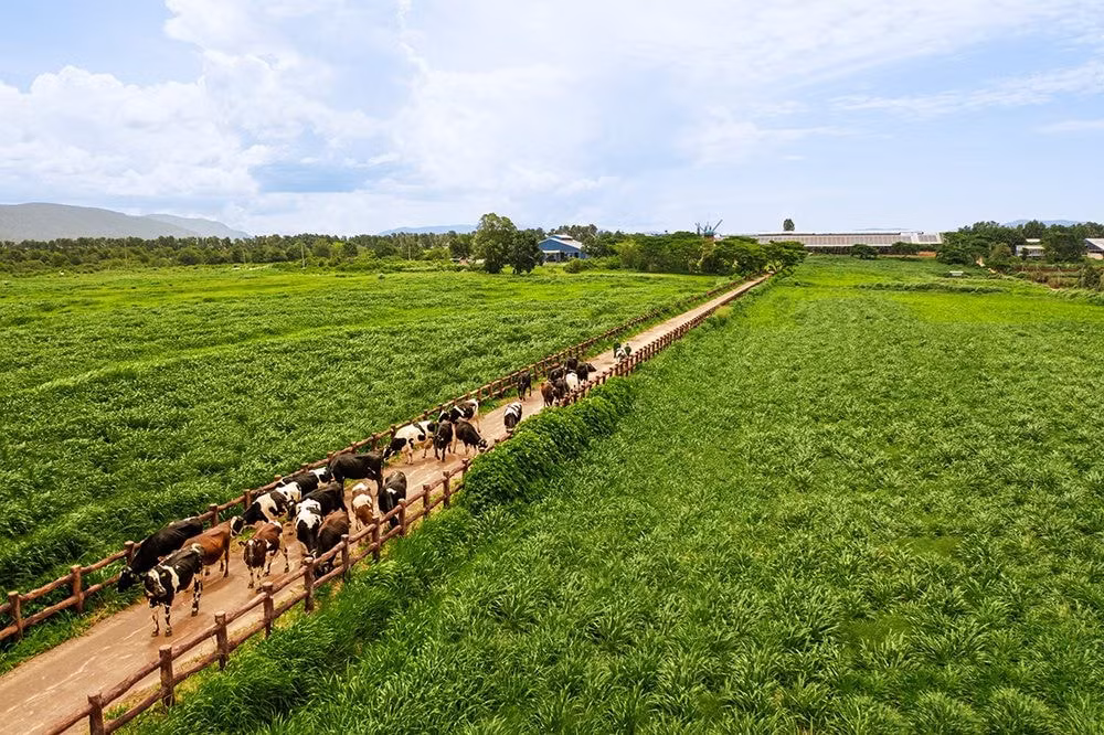 vinamilk doanh nghiep duy nhat cua nganh sua viet nam trong danh sach fortune 500 dong nam a hinh 4