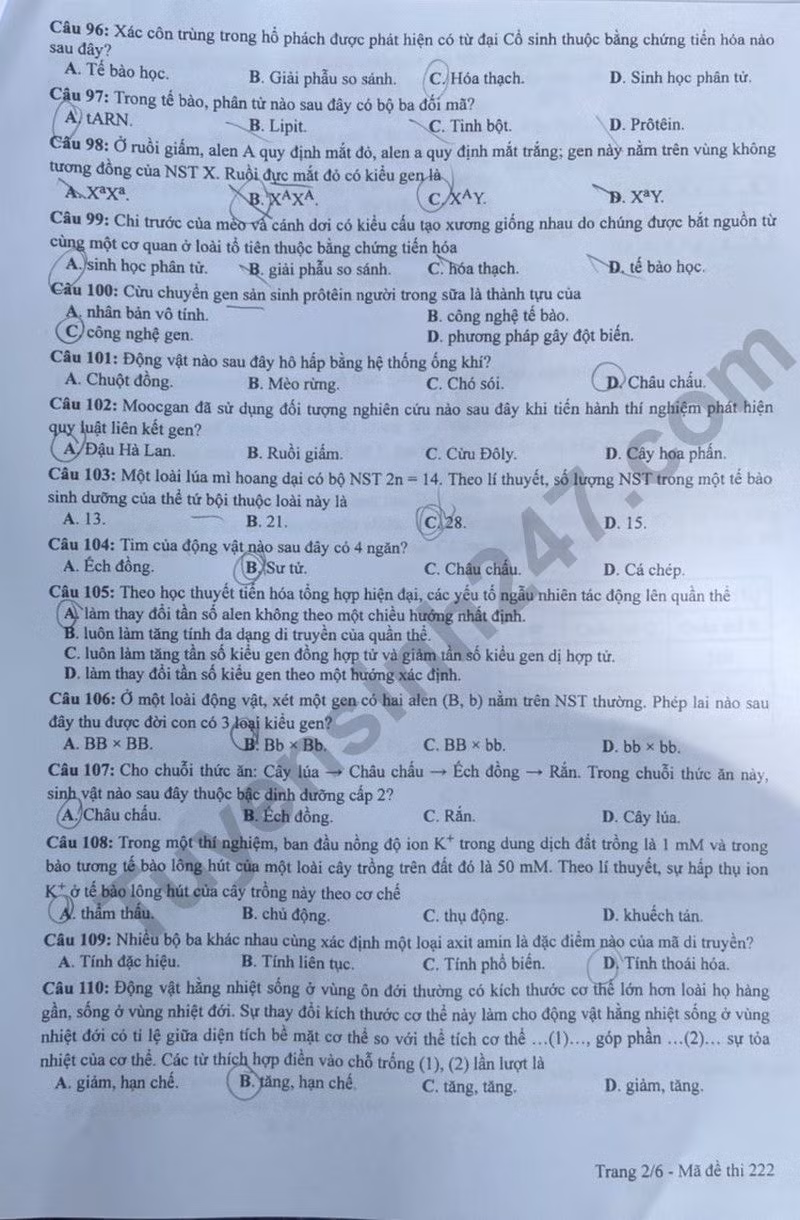 de thi tot nghiep thpt 2024 mon sinh hoc ma de 222 hinh 2