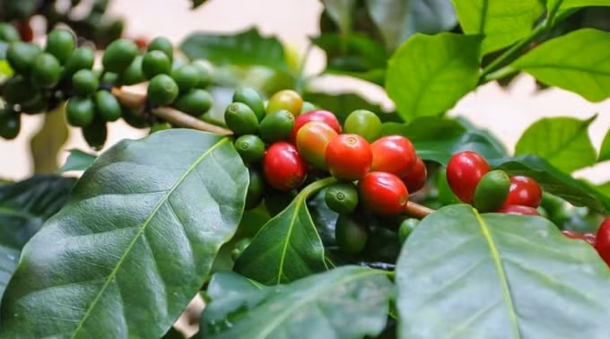 Sau nhiều ngày tăng mạnh giá cà phê hôm nay lao dốc, giao dịch ở mức 30.300 – 30.700 đồng/kg. Ảnh: TL