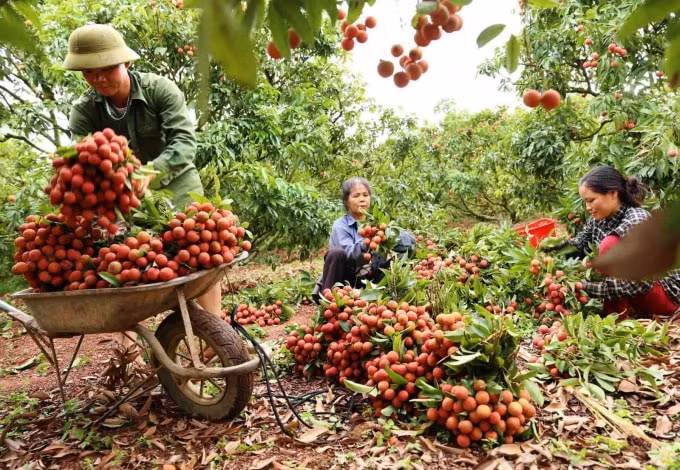 Việc xuất khẩu quả vải tươi của Việt Nam sang thị trường Nhật Bản sẽ không thể triển khai trong vụ thu hoạch vải năm 2020. Ảnh minh họa.