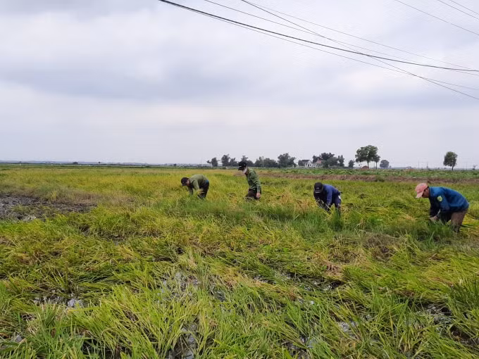 Nhiều cán bộ công an xuống đồng giúp dân gặt lúa.