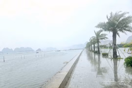 Hoàn lưu bão số 4 tàn phá nặng nề hàng trăm héc-ta nông nghiệp và hạ tầng tại Quảng Ninh.