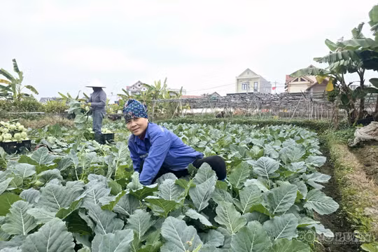 Mô hình HTX nông nghiệp giúp nâng cao thu nhập cho người dân khu vực nông thôn.