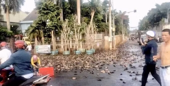 Hàng ngàn con cá nằm phủ kín cả mặt đường sau khi phương tiện vận chuyển gặp sự cố.