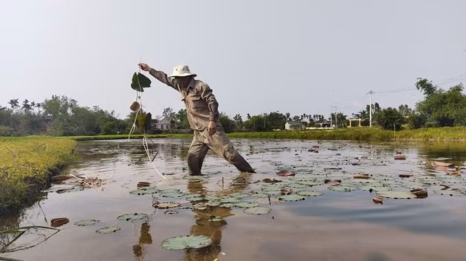 Hiện các diện tích trồng sen trên địa bàn tỉnh Thừa Thiên Huế còn mang tính tự phát, nhỏ lẻ chưa có quy hoạch vùng trồng sen cụ thể.
