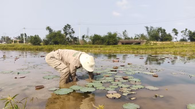 Cần có quy hoạch vùng trồng sen hiệu quả.