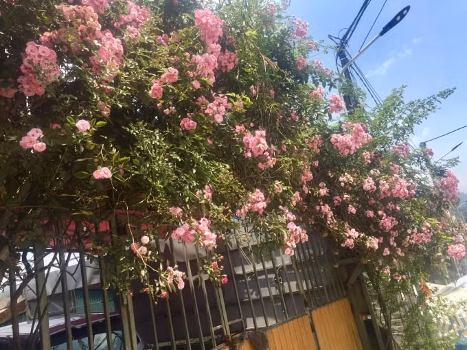 Tầm xuân là loài hoa rất dễ trồng, chỉ cần cắt hom giống từ thân cây bánh tẻ cắm xuống đất thường xuyên tưới nước sau 2-3 năm sẽ vươn cành cao và nở nhiều hoa.