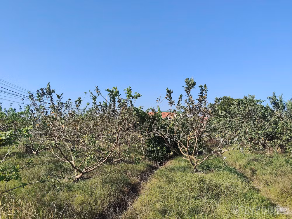 clo_br_z7867793206323-d1b733506c5c13119327f00083b37092.jpg