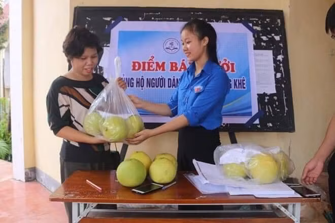 Hơn một ngày triển khai đã có hơn 8.000 quả bưởi được các tình nguyện viên bán hết