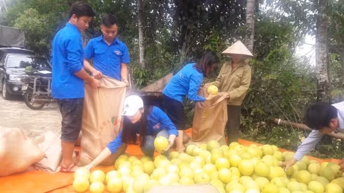 Các tình nguyện viên đã đến tận nơi hỗ trợ thu gom, vận chuyển bưởi từ huyện Hương Khê về thành phố Hà Tĩnh để tiêu thụ giúp người dân vùng lũ