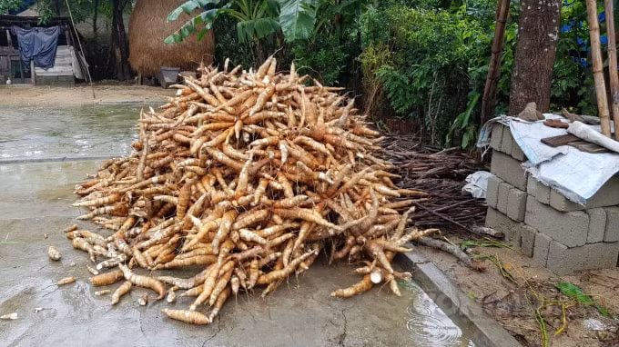 Một số người dân đã thu hoạch được săn mang về nhà an toàn.