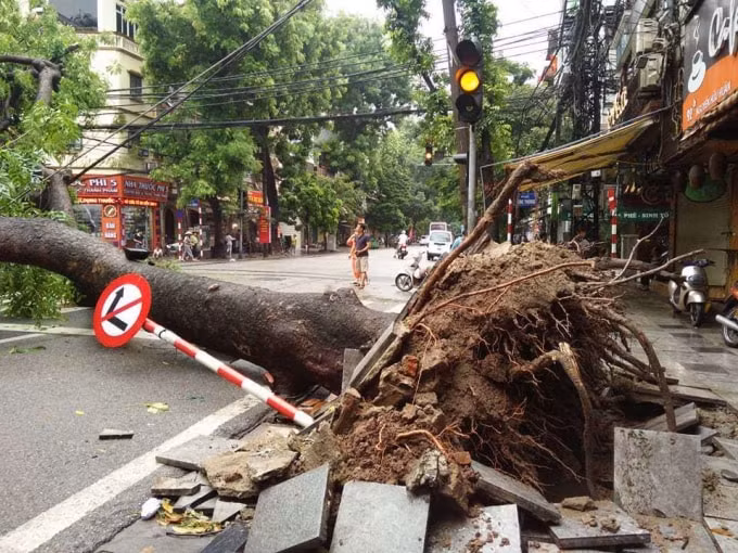 Do ảnh hưởng của cơn mưa kéo dài, tại trước cửa nhà 92 Nguyễn Hữu Huân, Hoàn Kiếm một cây xà cừ đã bật gốc và đổ vào rạng sáng ngày 1/9. Ảnh TL.