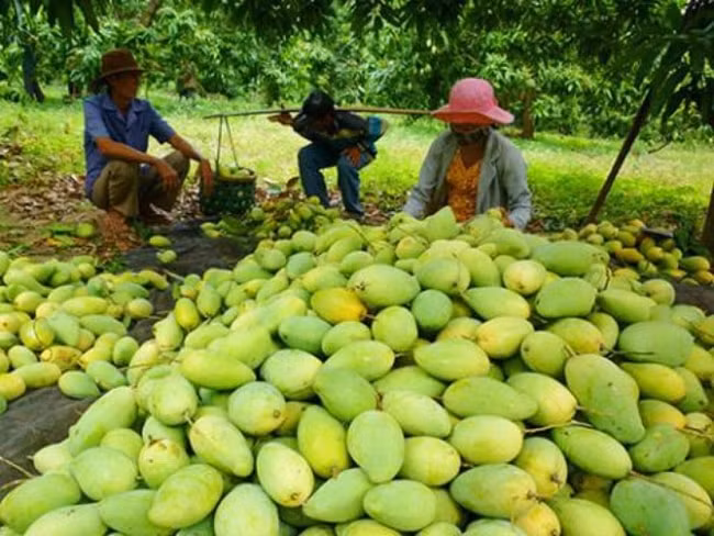 Đối với các lô quả có múi và xoài tươi xuất khẩu phải được sản xuất từ các vườn đã được cơ quan kiểm dịch thực vật kiểm tra và đảm bảo không nhiễm ruồi đục quả. Ảnh minh họa