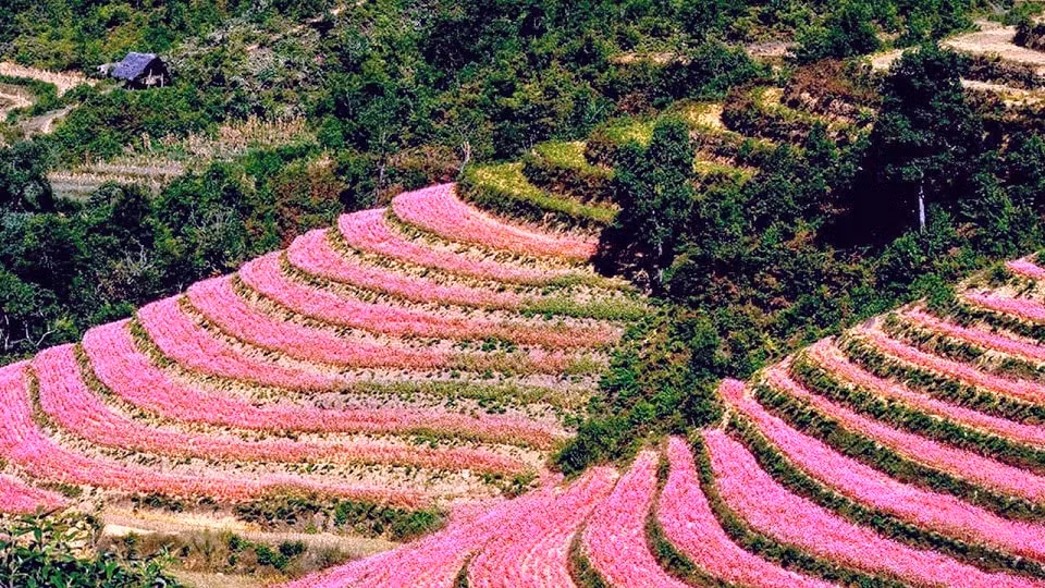 le hoi hoa tam giac mach ha giang don hon 58 nghin luot khach du lich hinh 1