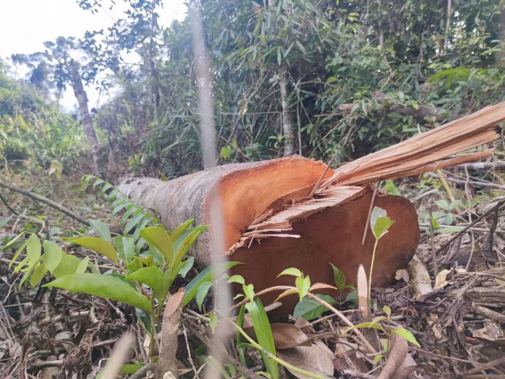 van nong tinh trang pha rung lam nuong ray o kon tum hinh 3