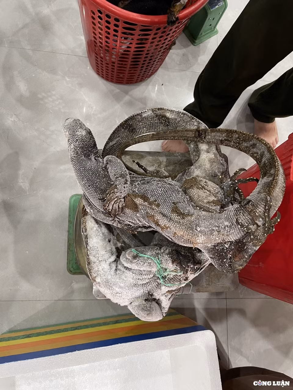thua thien hue phat hien nhieu dong vat quy hiem tai mot nha hang o huyen a luoi hinh 2