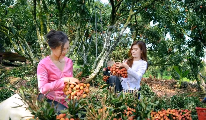 du lich thanh ha hai duong huong den chuyen nghiep hinh 3