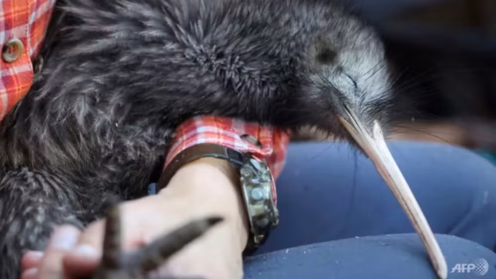 new zealand no luc giai cuu loai chim kiwi hinh 1