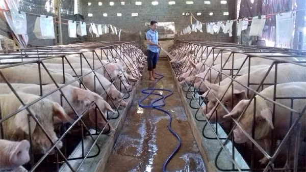 Giá heo hơi hôm nay tiếp tục tăng tại nhiều địa phương