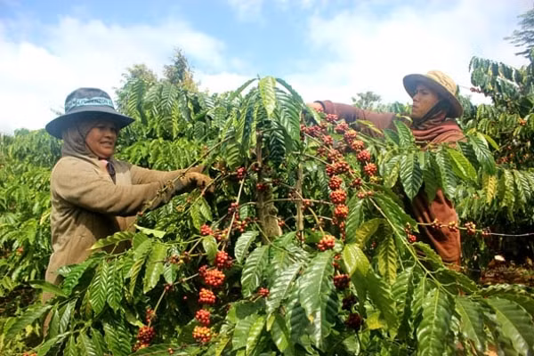 Cà phê Việt Nam vụ mùa mới thu hoạch bị chậm vì mưa bão