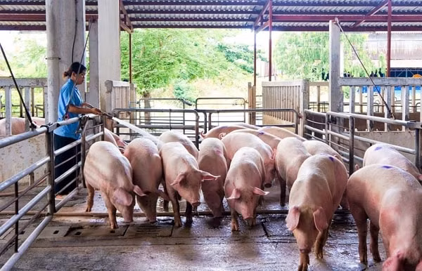 Tổng đàn heo cả nước đến nay khôi phục đạt 88,7% so với trước khi xảy ra dịch tả heo châu Phi