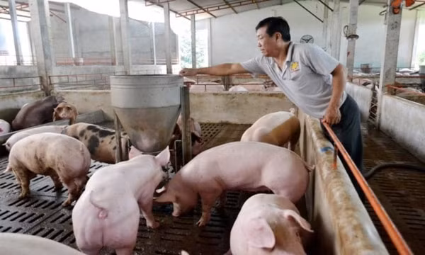 Giá heo hơi liên tục tăng trong những ngày gần đây