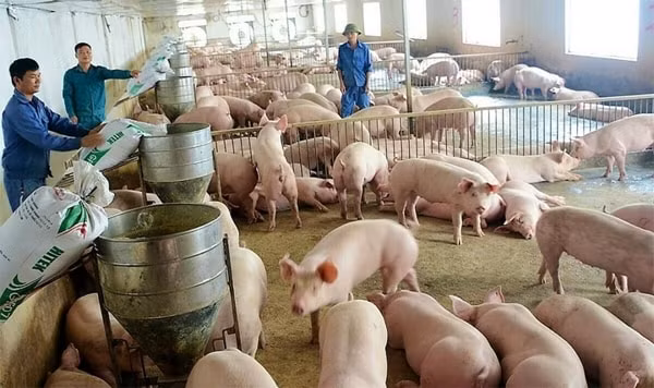 Giá heo hơi hôm nay (12/1) đồng loạt tăng do thời tiết rét đậm và nhu cầu cuối năm tăng cao