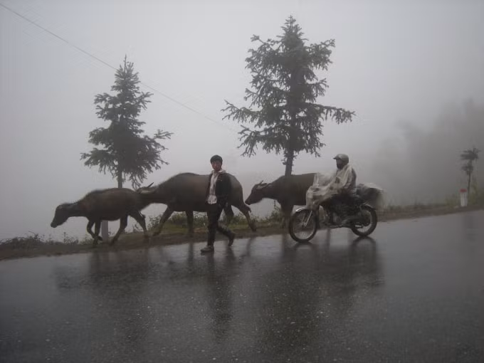 Người dân đưa trâu đi tránh rét