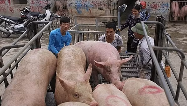 Giá heo hơi hôm nay tại cả ba miền đang dao động trong khoảng từ 74.000 - 82.000 đồng/kg