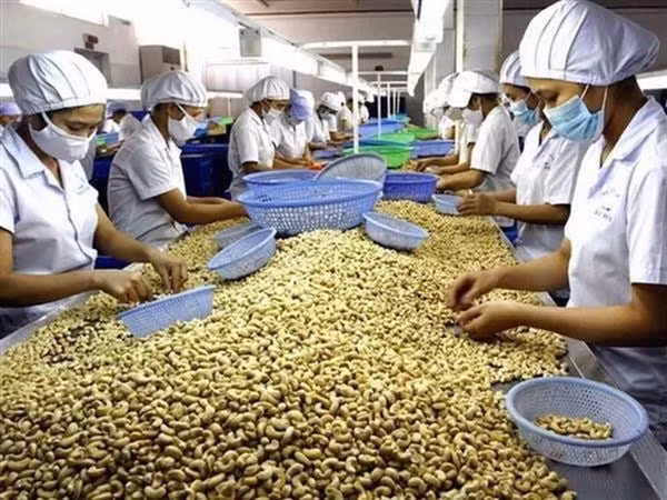 Dự báo thị trường xuất khẩu điều 6 tháng đầu năm năm 2021 sẽ vẫn còn khó khăn. Ảnh minh họa