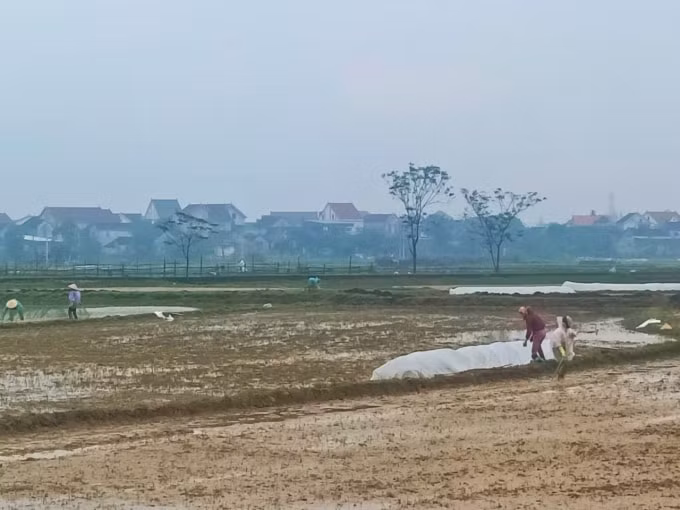 Nhiều nông dân 'đội rét' ra đồng che chắn cho mạ