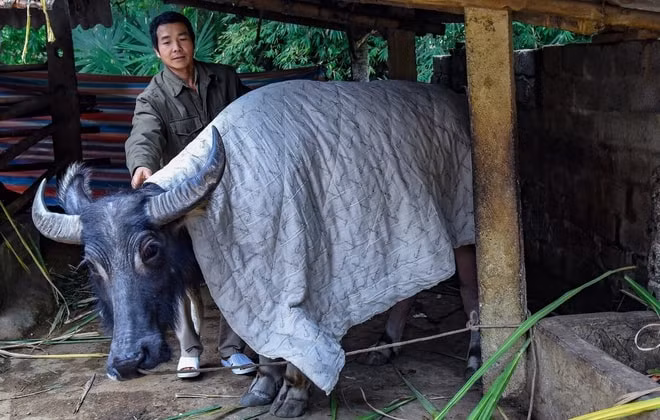 Người dân phải che ủ ấm cho trâu bò.