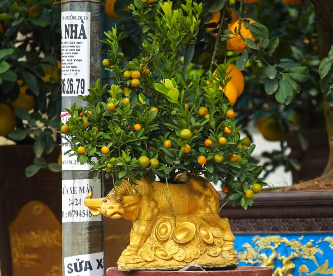 Tùy vào kích cỡ mà mỗi chú trâu cõng quất bonsai lại có giá khác nhau. Giá trâu “cõng” quất sẽ phụ thuộc vào trâu to hay nhỏ, thế của quất và độ cao của cây, cây thế đẹp quả to lá xanh tốt thì giá càng cao hơn.