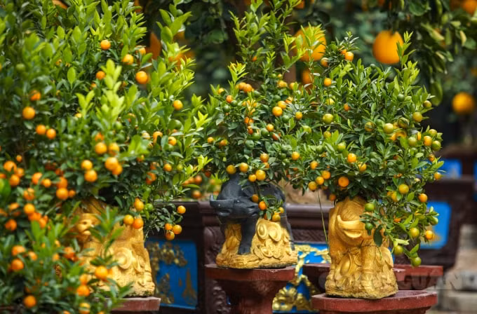 Nắm bắt được quan niệm năm nào chuộng con giáp đó. Năm nay, là năm Đinh Sửu nên nhiều nhà vườn đã làm các chậu trâu vàng và trâu đen cõng quất với thiết kế độc đáo, bắt mắt cùng các chùm quất trĩu quả trên thân.