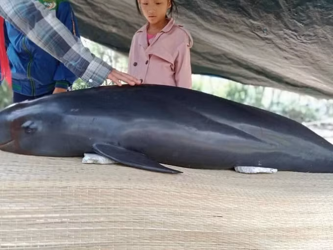 Cá heo dạt vào bờ biển Quảng Nam được người dân làm lễ an táng. Ảnh: nld.vn
