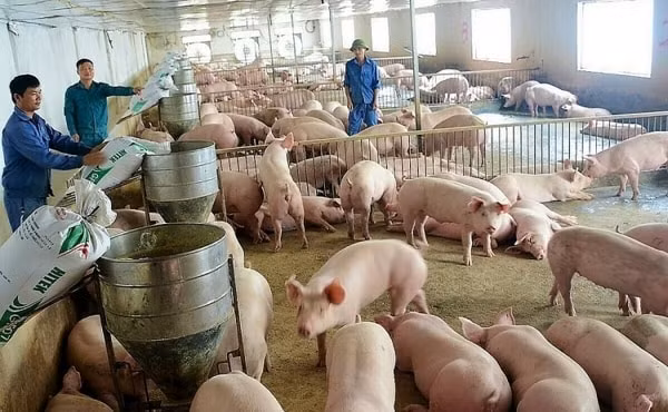 Giá heo hơi hôm nay tại miền Bắc hôm nay không có nhiều biến động