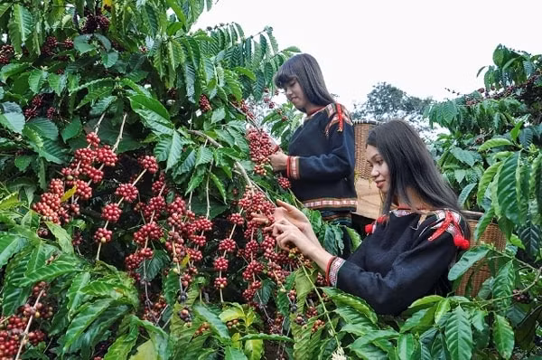 Lượng cung cà phê robusta ra thị trường từ Việt Nam được dự đoán sẽ không giảm trong thời gian tới