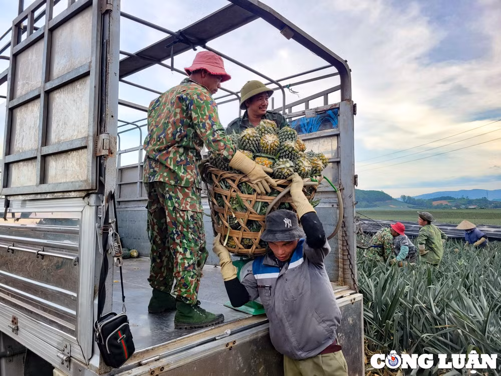 niem vui cua nguoi nong dan tren nhung canh dong dua hinh 12