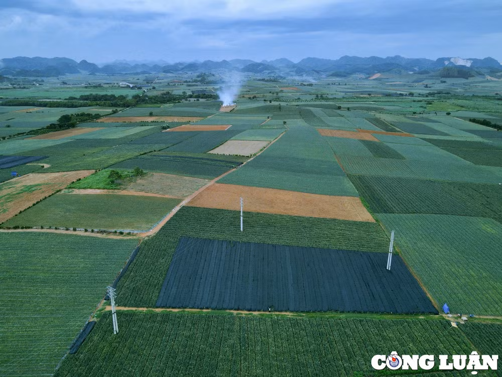 niem vui cua nguoi nong dan tren nhung canh dong dua hinh 13