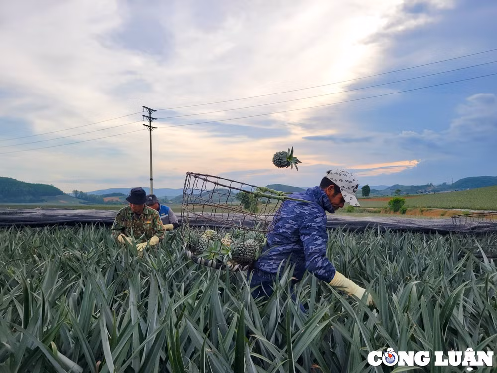 niem vui cua nguoi nong dan tren nhung canh dong dua hinh 4