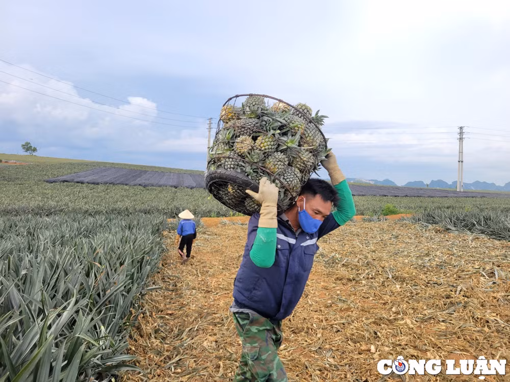 niem vui cua nguoi nong dan tren nhung canh dong dua hinh 7