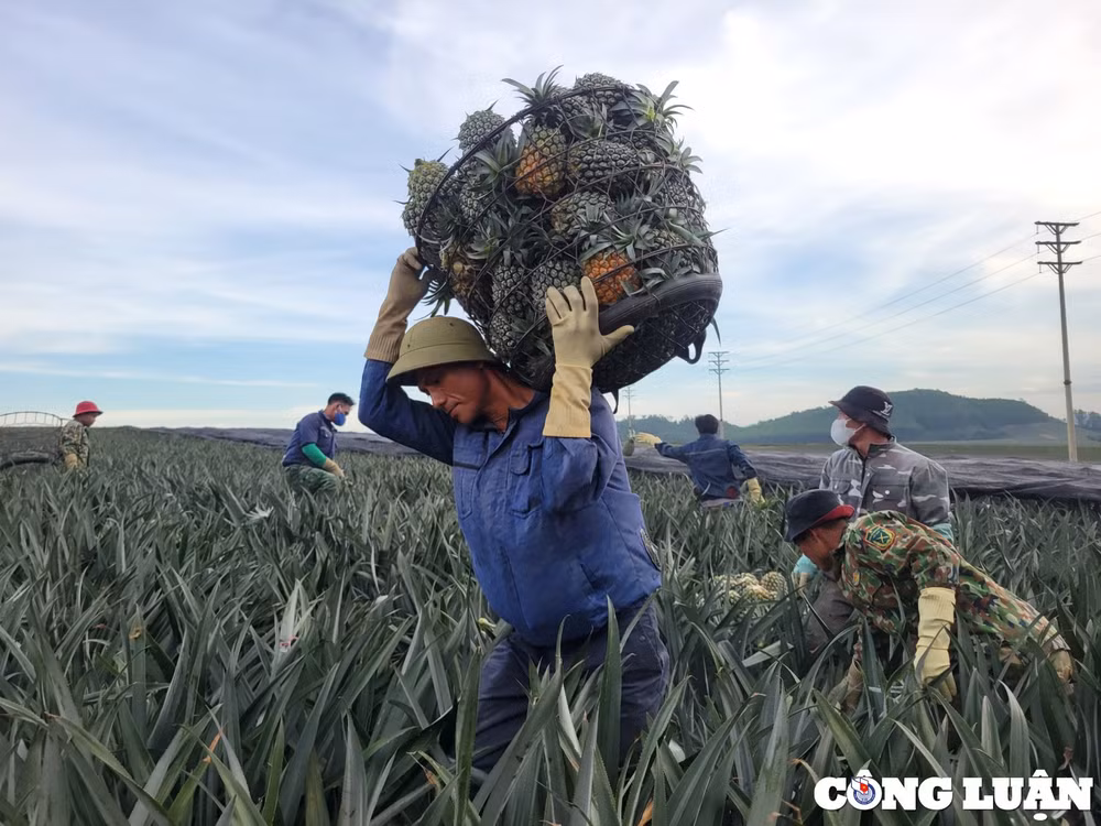 niem vui cua nguoi nong dan tren nhung canh dong dua hinh 2