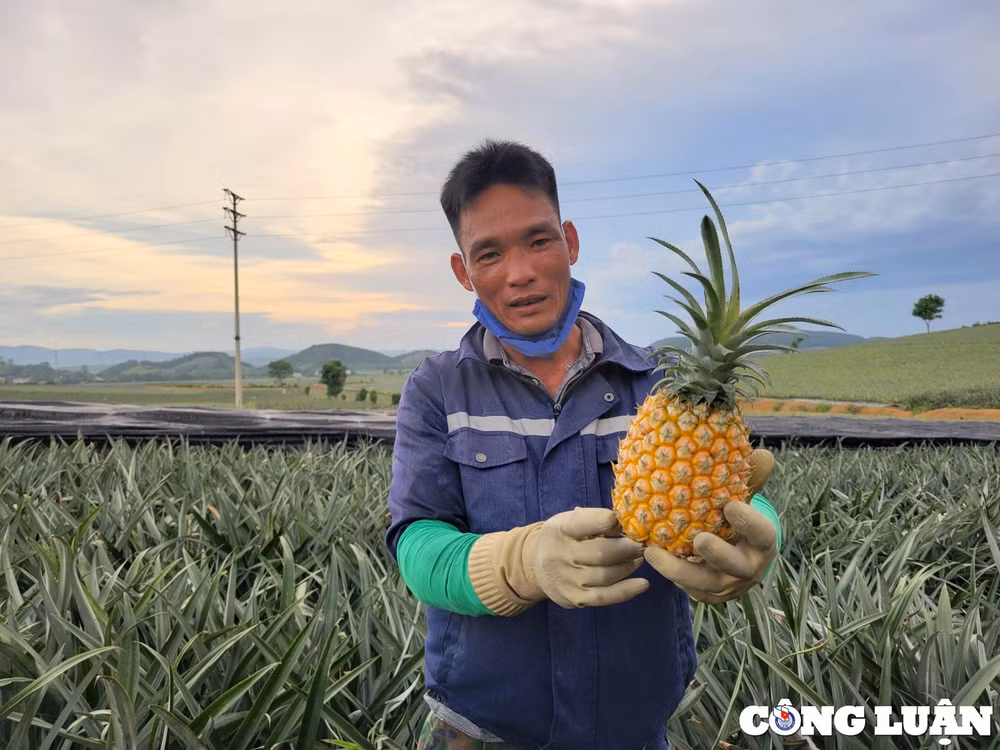 niem vui cua nguoi nong dan tren nhung canh dong dua hinh 8
