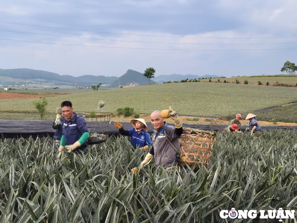 niem vui cua nguoi nong dan tren nhung canh dong dua hinh 3