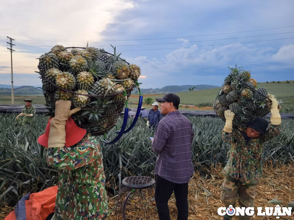 niem vui cua nguoi nong dan tren nhung canh dong dua hinh 9