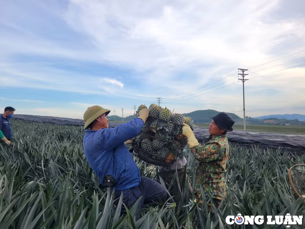 niem vui cua nguoi nong dan tren nhung canh dong dua hinh 6